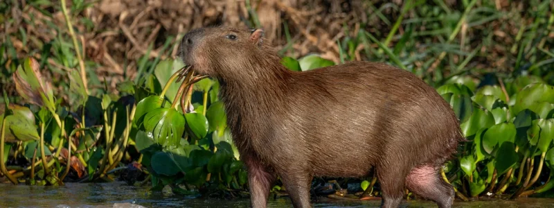 Capivara adulta caminhando na beira de um rio com vegetação aquática ao fundo no Pantanal.