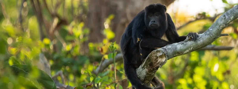 Macaco Bugio-preto macho sentado em um galho de árvore inclinado, com fundo verde desfocado e iluminação natural de fim de tarde.
