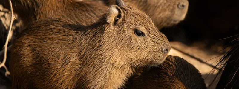 Close de um filhote de capivara com pelagem marrom densa em destaque, com outras capivaras jovens ao fundo em uma área de terra iluminada pela luz do sol.