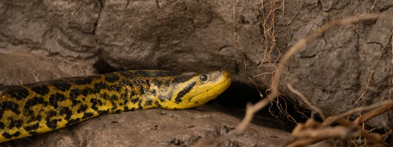 Sucuri-amarela (Eunectes notaeus) com escamas vibrantes em tons de amarelo e manchas pretas, descansando em solo rochoso próximo a raízes secas.