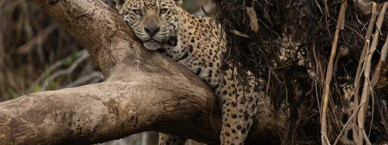 Onça-pintada com pelagem amarelada e manchas pretas repousando sobre o tronco grosso de uma árvore em uma floresta tropical, com o olhar direcionado para a câmera.
