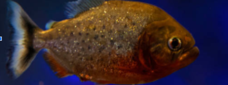 Piranha-vermelha em cardume nas águas do Pantanal, desvendando o mito de voracidade.