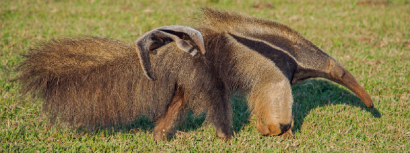 Tamanduá-bandeira adulto caminhando sobre gramado verde carregando um filhote pequeno nas costas em meio a uma área de campo aberto.