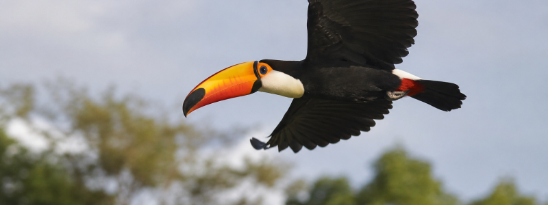 Uma fotografia detalhada de um Tucano-toco voando em direção à esquerda, com suas grandes asas pretas abertas e o bico laranja vibrante em destaque, contra um fundo desfocado de uma floresta tropical verde e um céu azul.