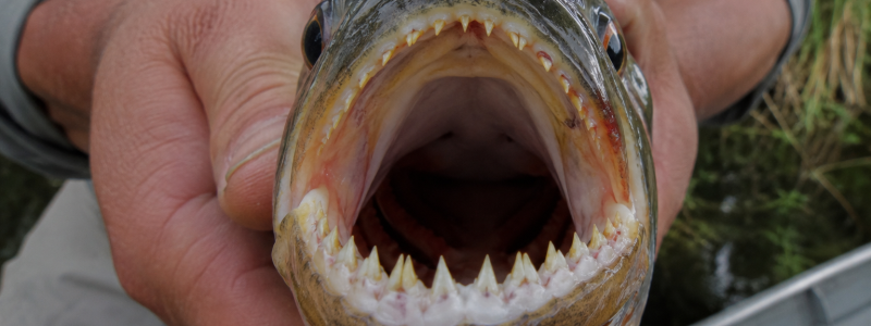 Uma fotografia em close-up extremo e frontal da boca aberta de uma piranha real sendo segurada pelas mãos de um pescador em um barco. Os dentes triangulares, afiados e esbranquiçados estão totalmente visíveis e alinhados nas mandíbulas superior e inferior. A pele do peixe tem tons escuros no topo e uma coloração avermelhada e alaranjada na parte inferior da garganta. O fundo mostra parte de uma camisa cinza e a borda de alumínio de um barco.