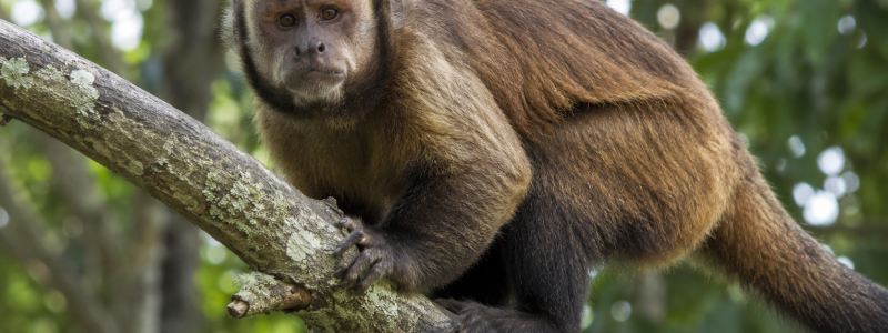 Macaco-prego de pelagem marrom e rosto expressivo olhando para a câmera, empoleirado em um galho grosso de árvore na floresta.