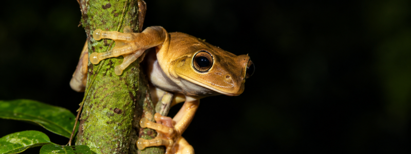 Perereca amarela de olhos grandes agarrada ao tronco de uma planta à noite.