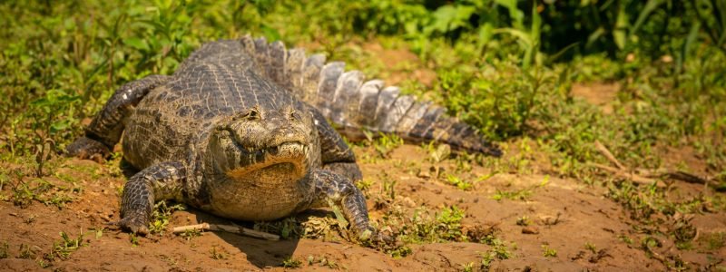 Jacaré selvagem com peixe na boca no habitat natural Wild brasil vida selvagem brasileira pantanal selva verde natureza sul-americana e selvagem perigoso