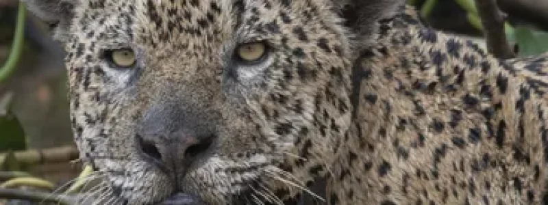 Photographing Jaguars in the Pantanal by boat