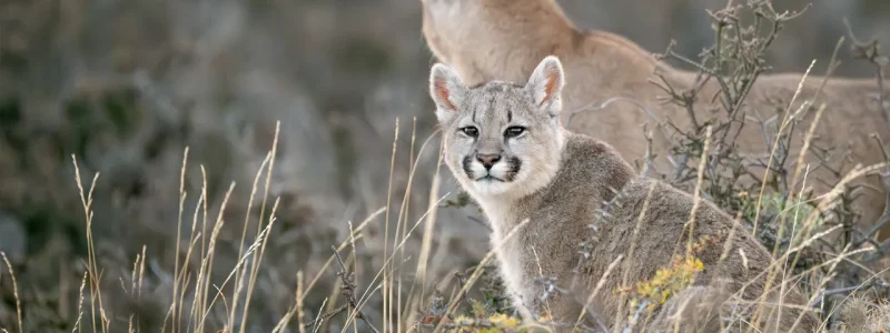 Filhote de puma chileno com sua mãe ao fundo na vegetação do Parque Nacional Torres del Paine, Patagônia
